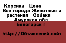 Корсики › Цена ­ 15 000 - Все города Животные и растения » Собаки   . Амурская обл.,Белогорск г.